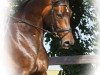 dressage horse Citano 8 (Hessian Warmblood, 2007, from Cadeau)