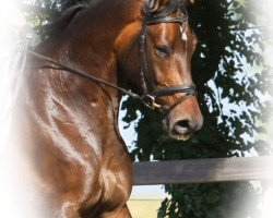 dressage horse Citano 8 (Hessian Warmblood, 2007, from Cadeau)