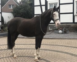 jumper Voll Nikito 2 (German Riding Pony, 2003, from Nantano)