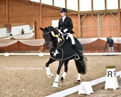 dressage horse Amarina (Oldenburg, 2013, from Dante Weltino Old)