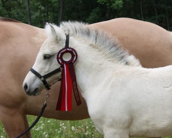 horse Salino (Fjord Horse, 2020, from Smokey)