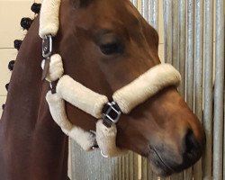 dressage horse First Happiness (German Sport Horse, 2017, from Fürst Romancier)