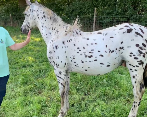 stallion Raffelsbrander Confetti (Knabstrupper, 2018, from Raffelsbrander Captain Peanut)