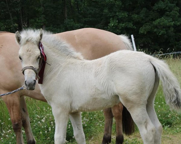 Pferd Samiro (Fjordpferd, 2020, von Smokey)