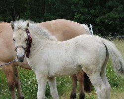 horse Samiro (Fjord Horse, 2020, from Smokey)