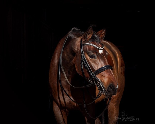 dressage horse Miss Absolut (Westphalian, 2013, from Show Star)