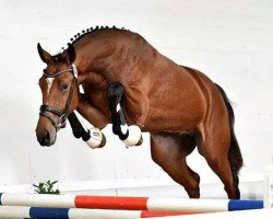 stallion Ballpoint (Oldenburg, 2012, from Baloubet du Rouet)