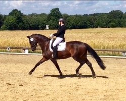 dressage horse Hofrätin (Westphalian, 2009, from Hofrat)