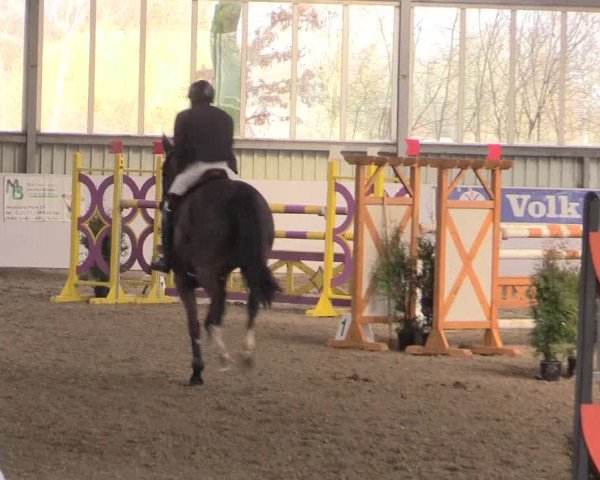 Hallenspringturnier Greven 2016