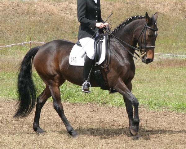 Zuchtstute Timber 12 (Deutsches Reitpony, 1990, von Nixen)