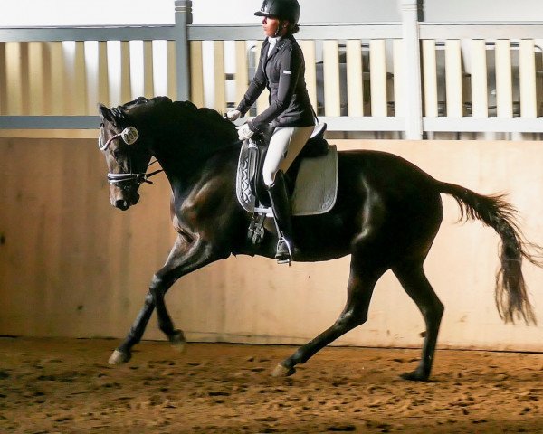 broodmare Tharau's Ballerina (Trakehner, 2015, from E.H. Millennium)