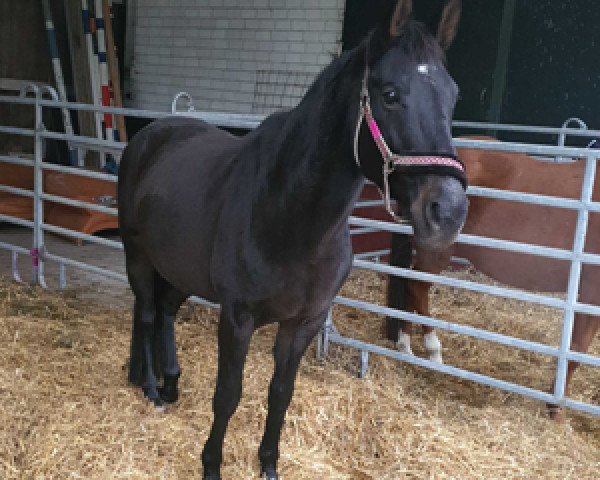 Springpferd Zakata (Holsteiner, 2007, von Stakkato)