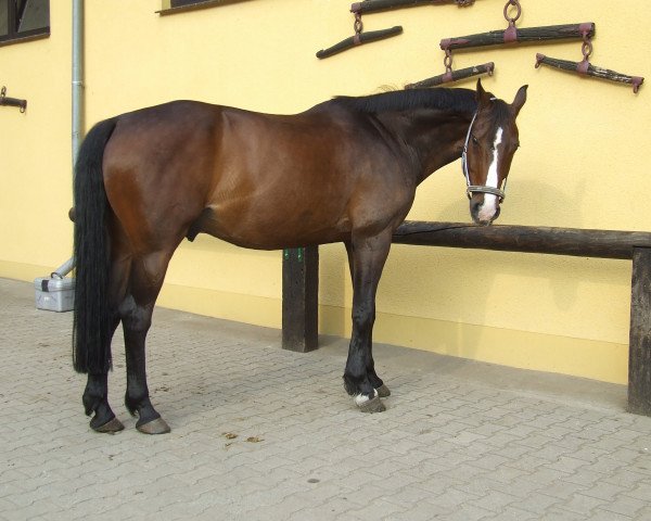 horse Gragino (Oldenburg, 1993, from Grannus)