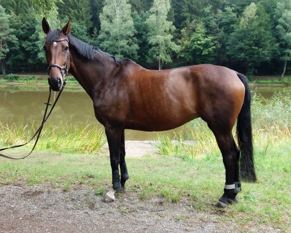 horse Savoir Vivre v.B. (Zweibrücken, 2009, from Potomac 4)