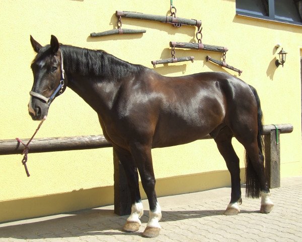 horse Alf (Sachs-door. Heavy Warmbl.,  )