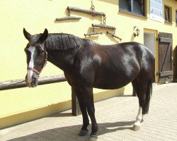 Zuchtstute Steffi (Elkan) (Sächs.-Thür. Schweres Warmbl., 1983, von Elkan Mo 1239)