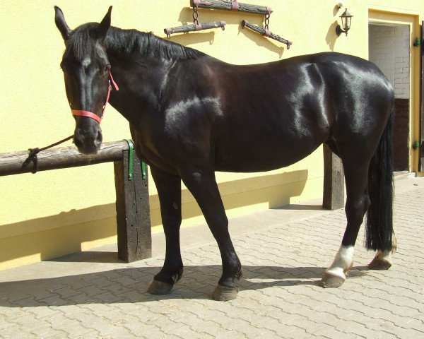 Zuchtstute Sissy (Sächs.-Thür. Schweres Warmbl., 1988, von Edano I Mo 1454)