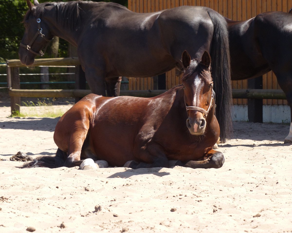 Pferd Aldano 3 (Sächs.-Thür. Schweres Warmbl., 1993, von Valdano Mo 1476)