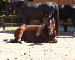 horse Aldano 3 (Sachs-door. Heavy Warmbl., 1993, from Valdano Mo 1576)