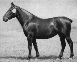 broodmare Philine 981 (Oldenburg, 1939, from Rechberg 3558)