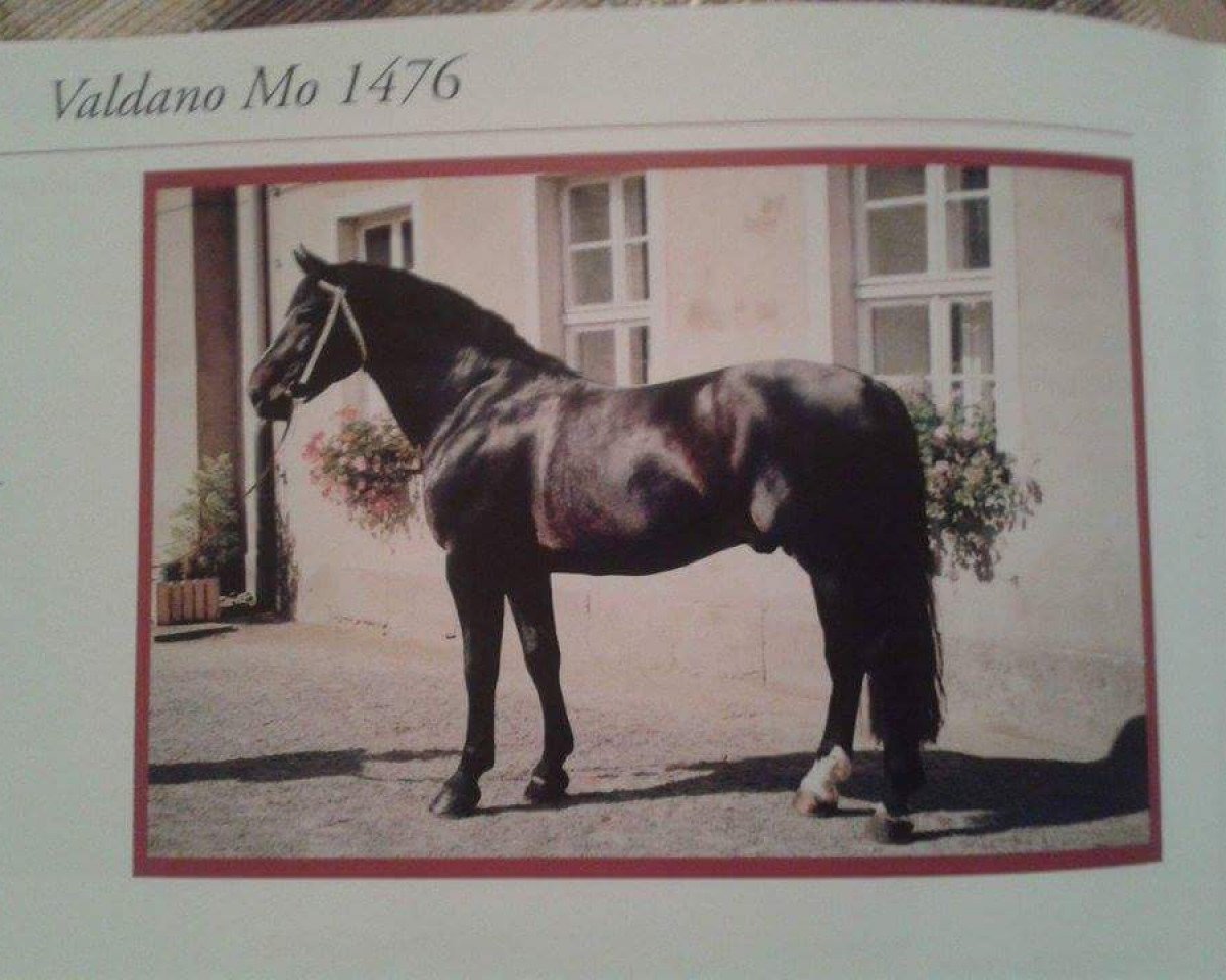 stallion Valdano Mo 1476 (Heavy Warmblood, 1986, from Vasall Mo 1283)