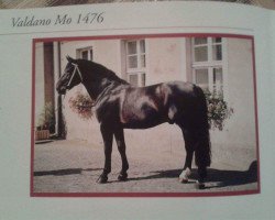 stallion Valdano Mo 1576 (Heavy Warmblood, 1986, from Vasall Mo 1283)