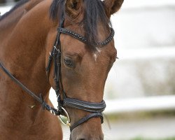 Springpferd Landino US (Deutsches Reitpferd, 2016, von Landjano)