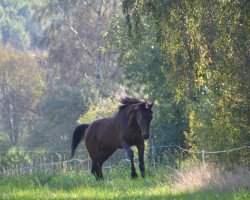 horse Khalif (Shagya Arabian, 1987, from Obelisk)