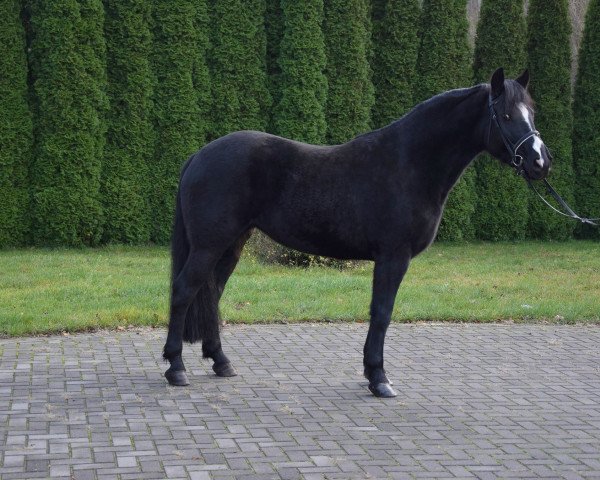 Pferd Mantra (Polnisches edles Halbblut, 2012)