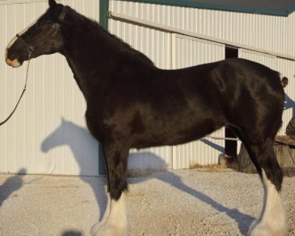 Zuchtstute Boulder Bluff Miranda (Clydesdale, 2002, von Armageddon's Lord Cain)