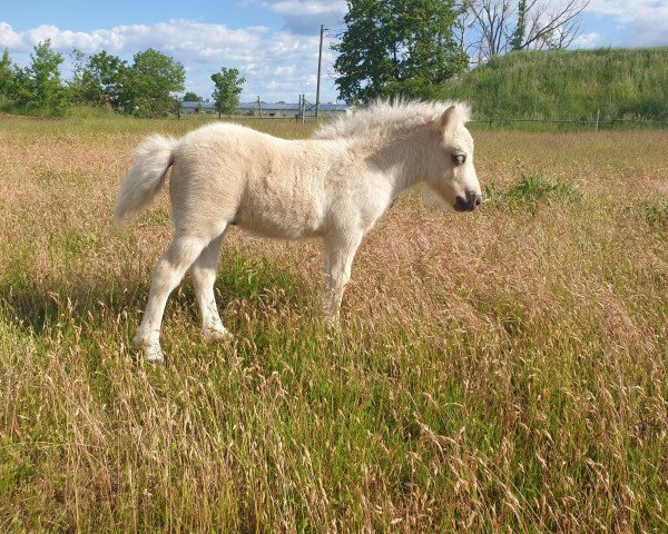 stallion Milos (Shetland Pony, 2020, from Monti)