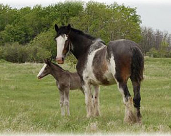 broodmare Boulder Bluff Miami (Clydesdale, 2003, from Glencairn Castle Commander)