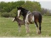 Zuchtstute Boulder Bluff Miami (Clydesdale, 2003, von Glencairn Castle Commander)