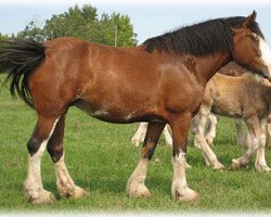 Zuchtstute Boulder Bluff Mia (Clydesdale, 2001, von Donegal Major)