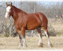 Zuchtstute Boulder Bluff Malibu (Clydesdale, 2007, von Windy Ridge Prince Charles)