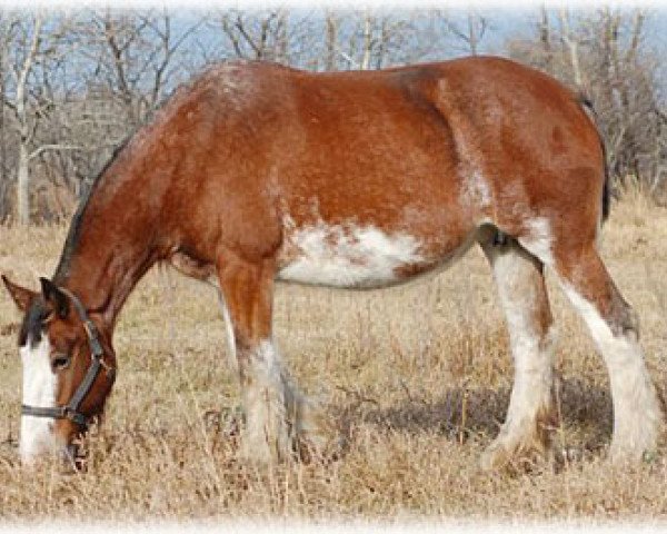 broodmare Boulder Bluff Madey (Clydesdale, 2005, from Boulder Bluff Challenger)