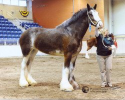 Zuchtstute Boulder Bluff Lesley (Clydesdale, 2006, von Weidmen's View Sebastien)