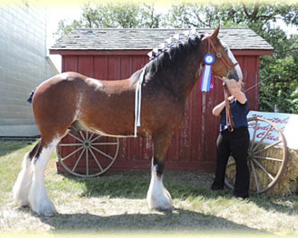 Pferd Boulder Bluff Knight (Clydesdale, 2010, von Towerview Major Attraction)