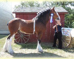 Pferd Boulder Bluff Knight (Clydesdale, 2010, von Towerview Major Attraction)