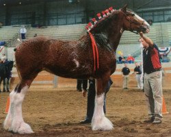 Zuchtstute Boulder Bluff Kelsey (Clydesdale, 2010, von Somewhere Yankee's Cody)