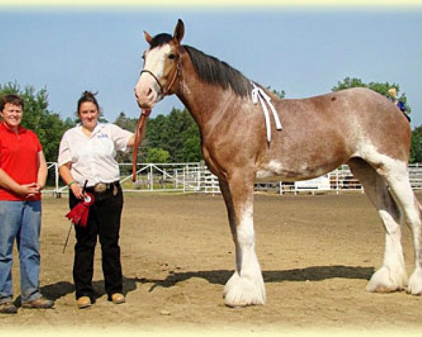 Zuchtstute Boulder Bluff Keesha (Clydesdale, 2008, von Windy Ridge Prince Charles)