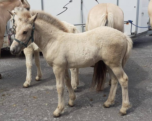 Pferd Éowyn (Fjordpferd, 2020, von Kjartan)