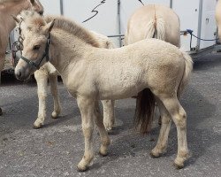 horse Éowyn (Fjord Horse, 2020, from Kjartan)