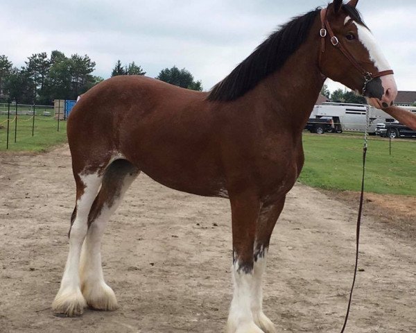 Zuchtstute Boulder Bluff Keepin It Klassy (Clydesdale, 2015, von Towerview Major Attraction)