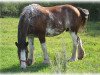 broodmare Boulder Bluff Josie (Clydesdale, 2001, from Donegal Major)