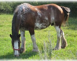 broodmare Boulder Bluff Josie (Clydesdale, 2001, from Donegal Major)