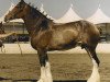 Zuchtstute Maplewood Lady Abbie (Clydesdale, 1987, von Solomon's Commodore)