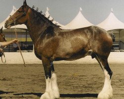 Zuchtstute Maplewood Lady Abbie (Clydesdale, 1987, von Solomon's Commodore)