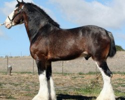 stallion Somewhere Yankee's Cody (Clydesdale, 2005, from N.D.F. Buster)