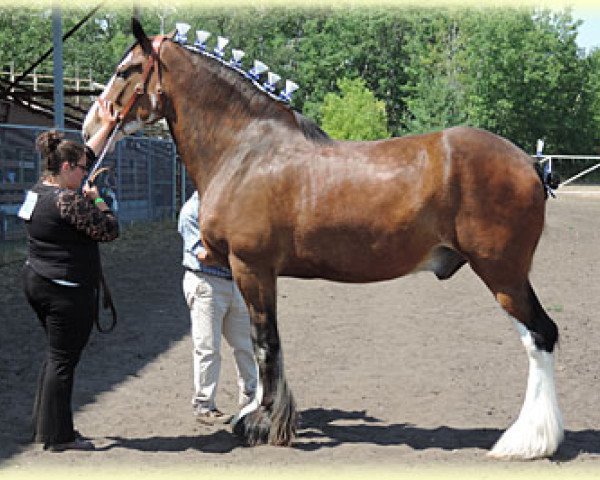 horse Boulder Bluff Hummer (Clydesdale, 2011, from Somewhere Yankee's Cody)